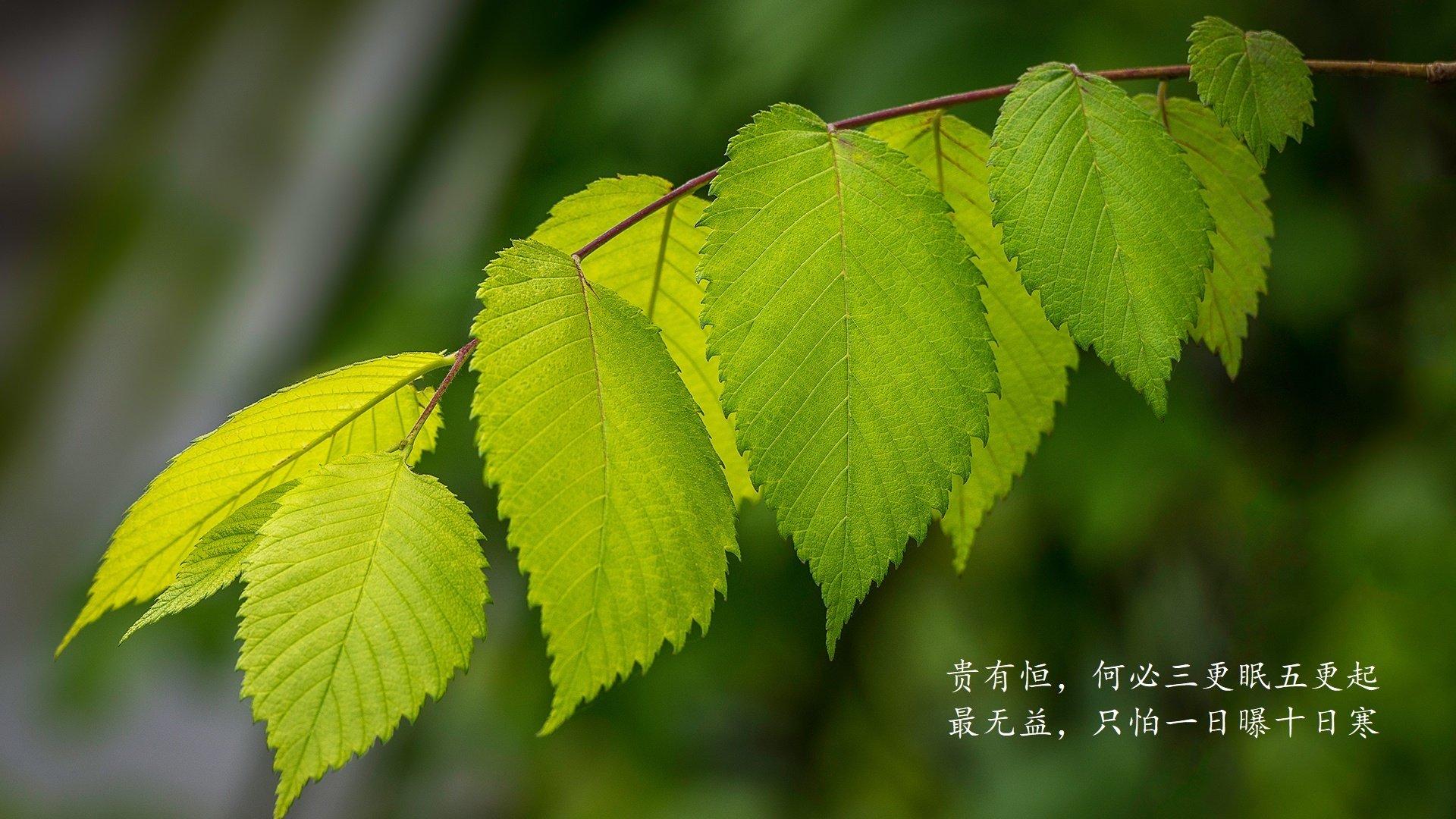 九游下载官网-英格兰大战苏格兰，雄鹿争霸欧洲杯赛场，欧洲杯英格兰vs苏格兰谁赢了