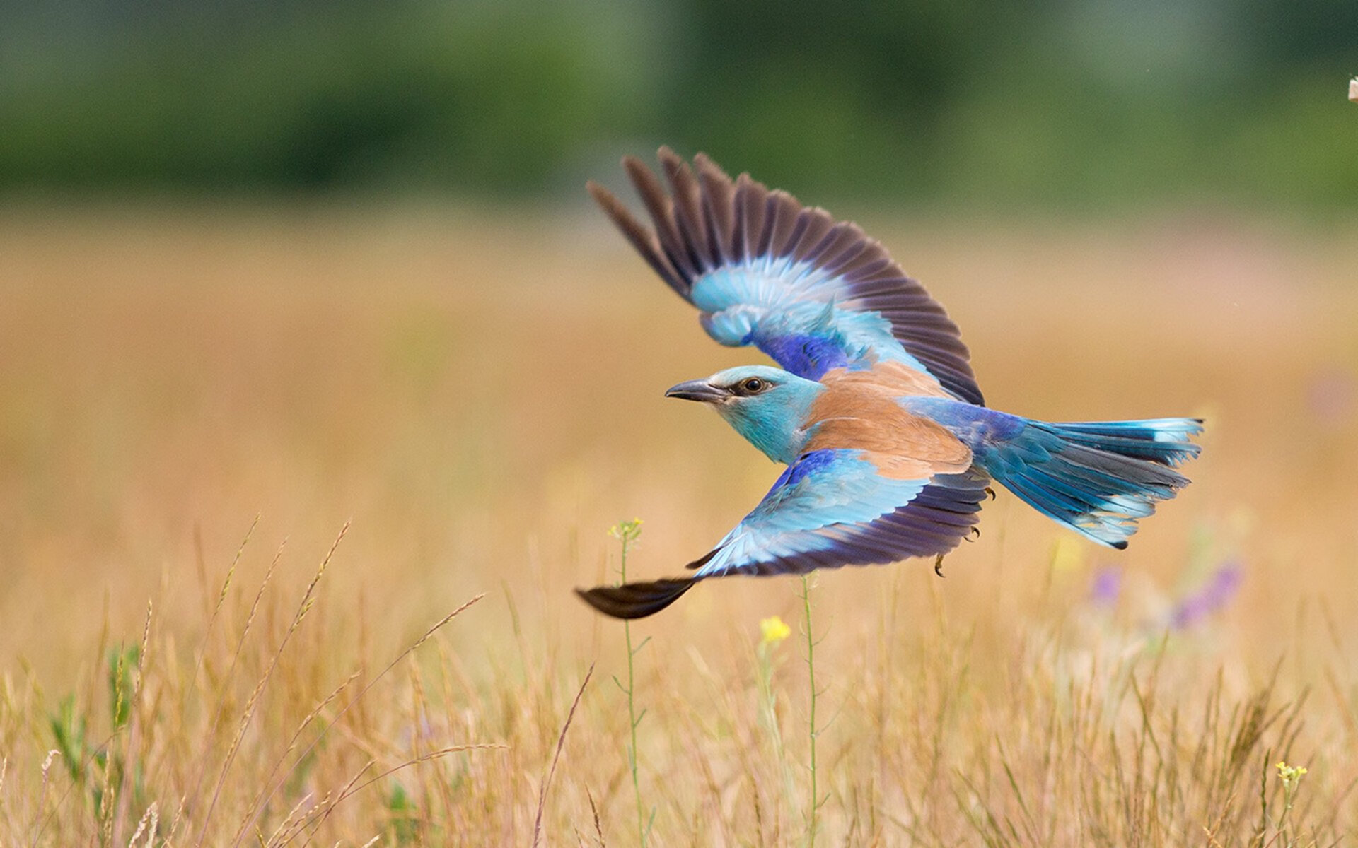 世界青少年网球挑战赛北京站亿万关注,国际青少年网球排名