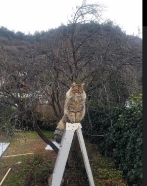 中国篮球青少年篮球发展趋势与挑战分析,中国青少年篮球训练大纲内容