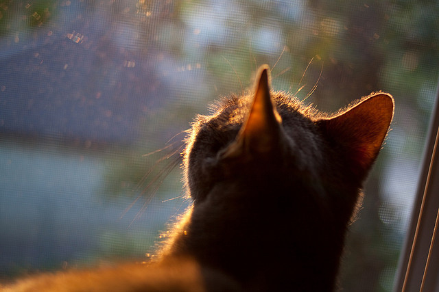 德甲球场基础设施升级对观众满意度影响，德甲的球场