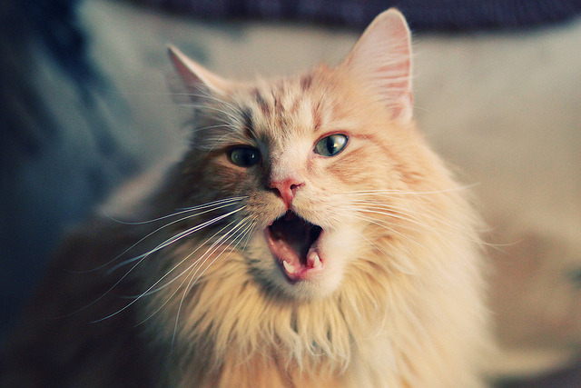 体育新闻中心发布青少年体育媒体素养指南，青少年体育素质教育