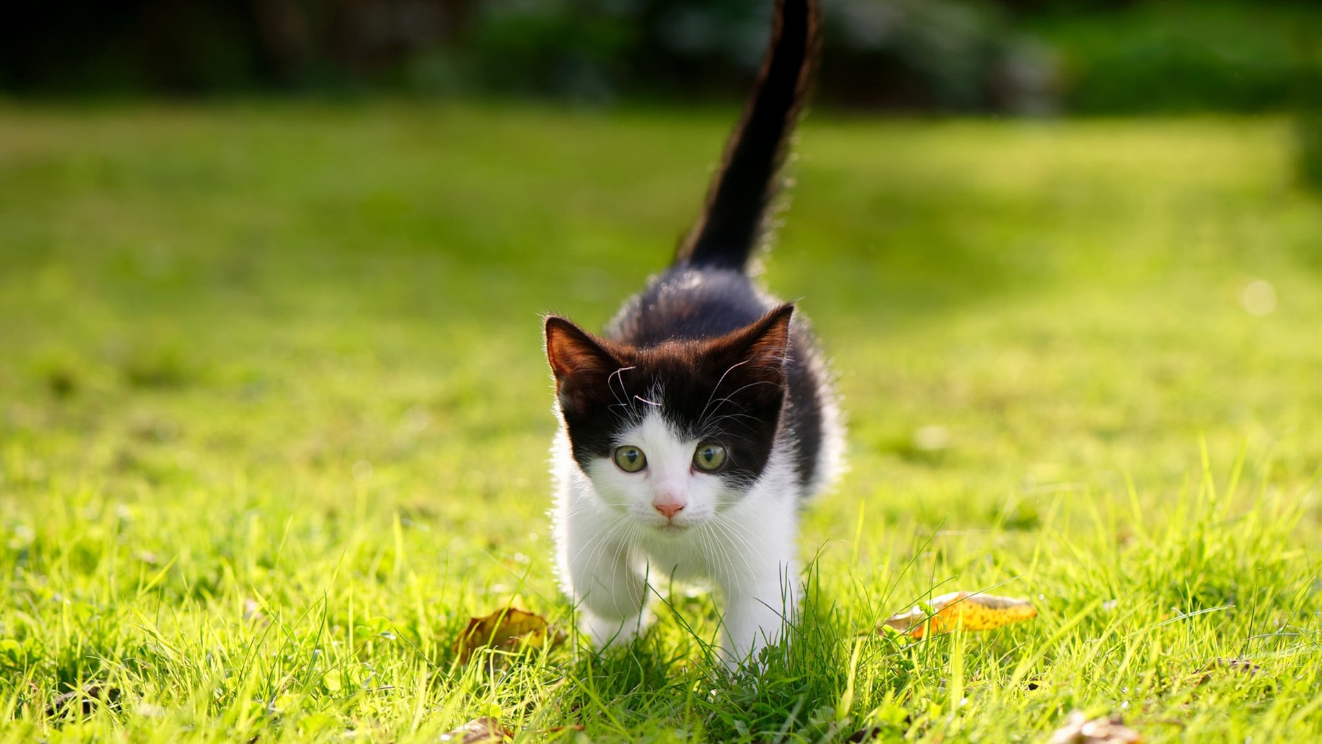 九游游戏中心-图穆亚的攻防一体表现，使袋鼠队进攻更加多变与难以预测