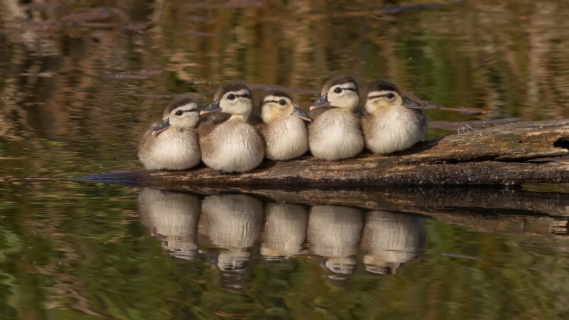 巴西青训持续投入,年轻一代足球天才不断涌现